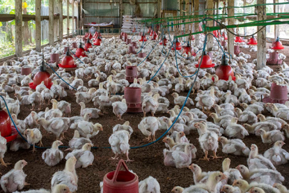 chickens chickens